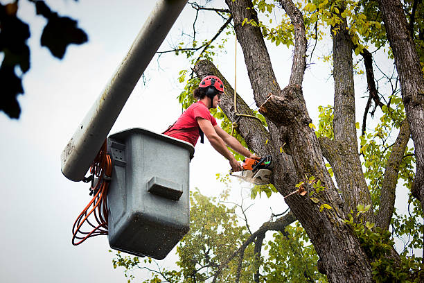 Best Utility Line Clearance  in Highland Beach, FL